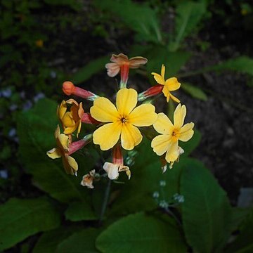 Primula aurantiaca unspecified picture