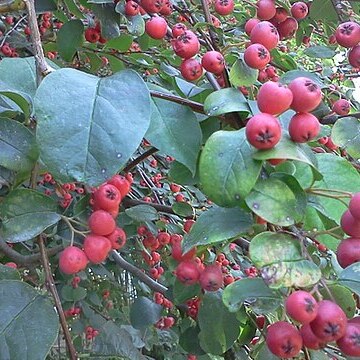 Cotoneaster affinis unspecified picture