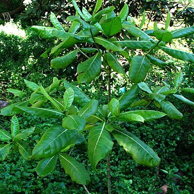 Gardenia mannii unspecified picture