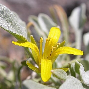 Physaria kingii (s.watson) o'kane unspecified picture