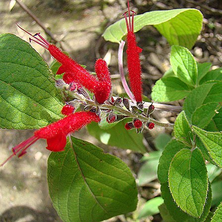 Salvia cinnabarina unspecified picture