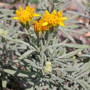 Picradeniopsis unspecified picture