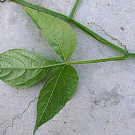 Cissus nobilis unspecified picture