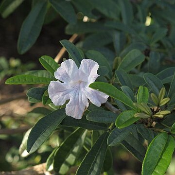 Tabebuia maxonii unspecified picture