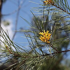 Persoonia juniperina unspecified picture