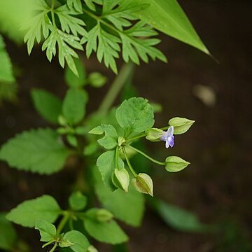 Torenia indica unspecified picture