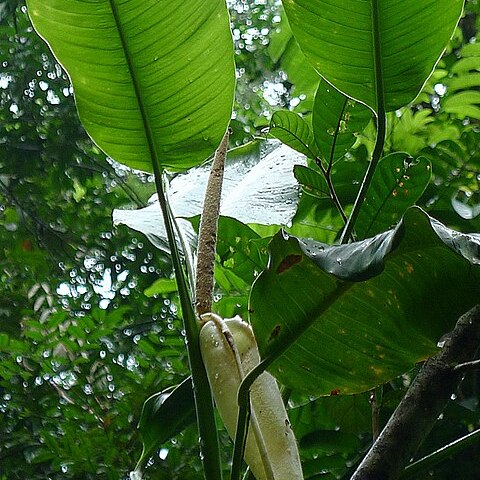 Rhodospatha latifolia unspecified picture