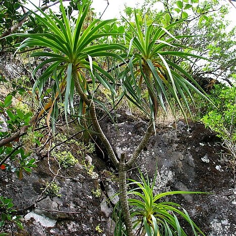 Dracaena forbesii unspecified picture