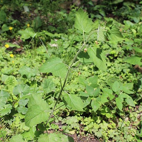 Scrophularia divaricata unspecified picture