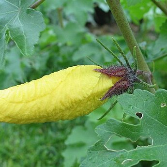 Hibiscus brackenridgei subsp. mokuleianus unspecified picture