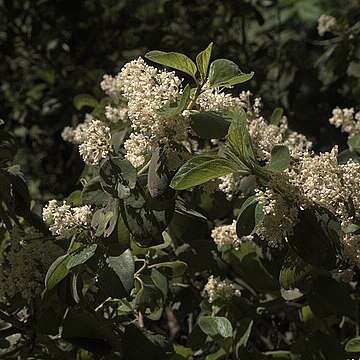 Ceanothus incanus unspecified picture