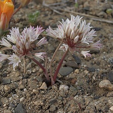 Allium atrorubens unspecified picture