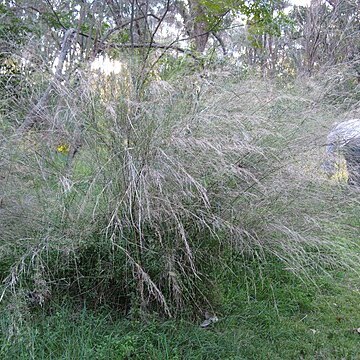 Austrostipa verticillata unspecified picture