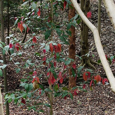 Syzygium erythrocalyx unspecified picture