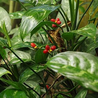 Aglaonema marantifolium unspecified picture