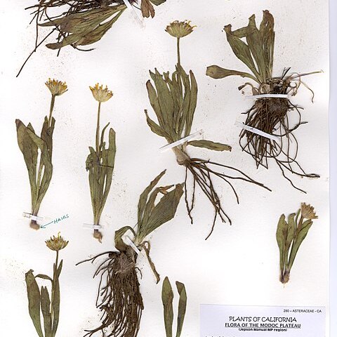 Arnica fulgens unspecified picture