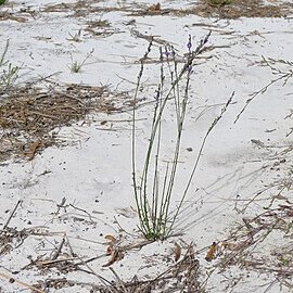 Comesperma defoliatum unspecified picture