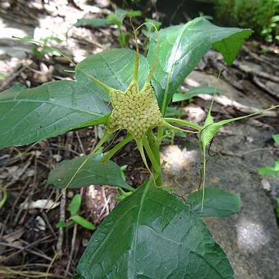 Dorstenia cuspidata unspecified picture