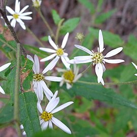 Olearia nernstii unspecified picture