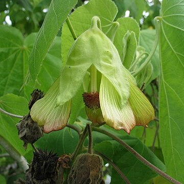 Abutilon sandwicense unspecified picture