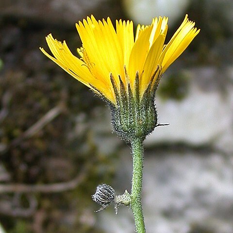 Hieracium naviense unspecified picture