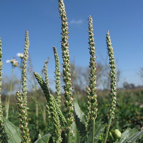 Plantago cunninghamii unspecified picture