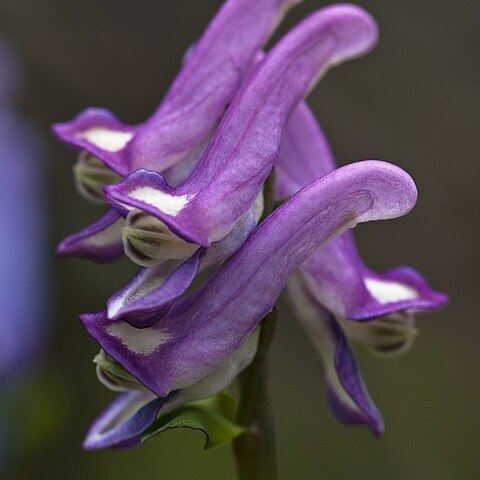 Corydalis pauciflora unspecified picture