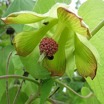 Abutilon sandwicense unspecified picture