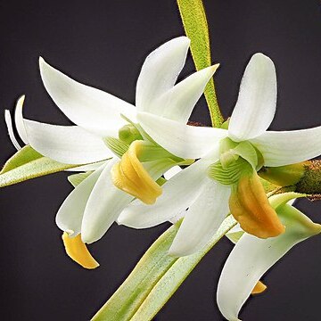 Dendrobium scabrilingue unspecified picture