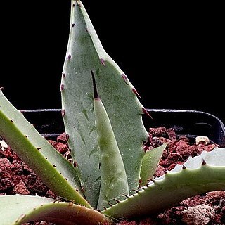 Agave durangensis unspecified picture