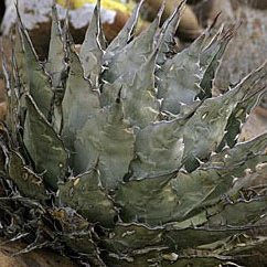 Agave vizcainoensis unspecified picture