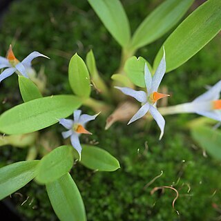 Dendrobium nanarauticola unspecified picture