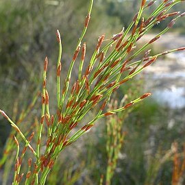 Chordifex fastigiatus unspecified picture