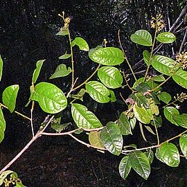 Hirtella santosii unspecified picture