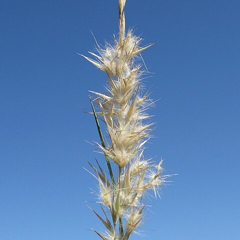 Rytidosperma tenuius unspecified picture