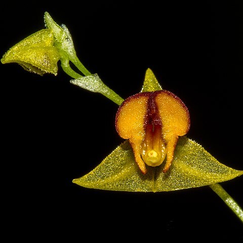 Lepanthes tachirensis unspecified picture