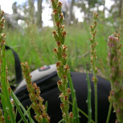 Plantago gaudichaudii unspecified picture