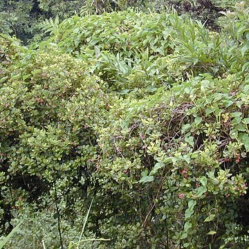 Syzygium sandwicense unspecified picture