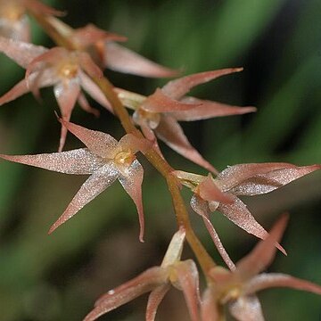 Dendrochilum curranii unspecified picture