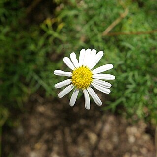 Argyranthemum sundingii unspecified picture