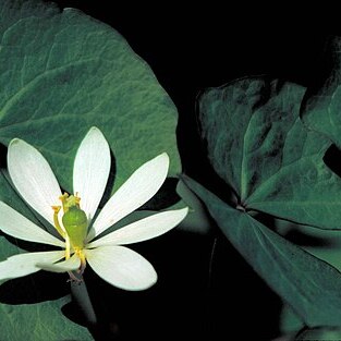 Senna bauhinioides unspecified picture