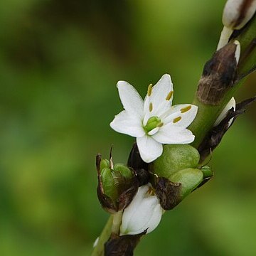 Chlorophytum glaucoides unspecified picture