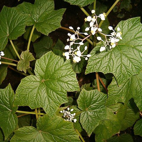 Begonia reniformis unspecified picture