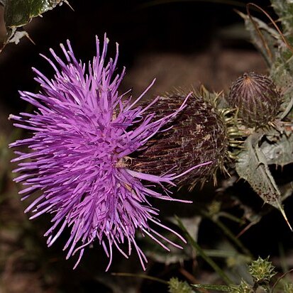 Olgaea leucophylla unspecified picture