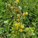 Trifolium aureum habit picture by Charles RAVEAUX (cc-by-sa)