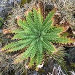 Cirsium nivale leaf picture by Fabien Anthelme (cc-by-sa)