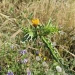 Scolymus maculatus flower picture by zeev zeev (cc-by-sa)