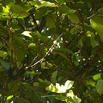 Drypetes oblongifolia unspecified picture