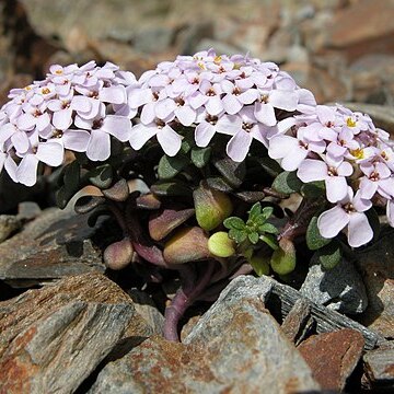 Iberis spathulata unspecified picture