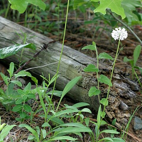 Marshallia obovata unspecified picture